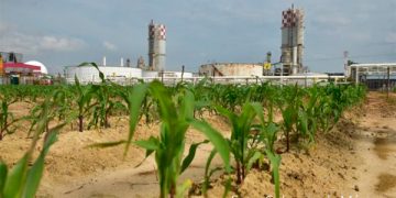 Pemex reporta avance de 73% en programa de fertilizante gratuito