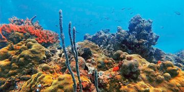 Otra megaobra de la 4T: Arrecifes en riesgo por el nuevo gasoducto