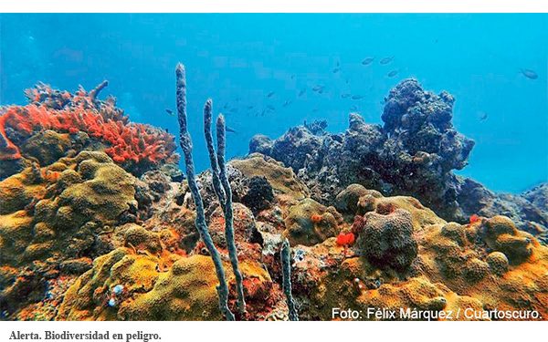 Otra megaobra de la 4T: Arrecifes en riesgo por el nuevo gasoducto