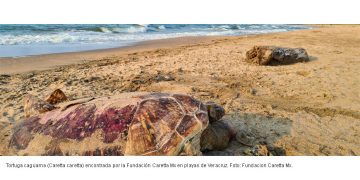 México: consecuencias ambientales del derrame de petróleo que Pemex minimizó