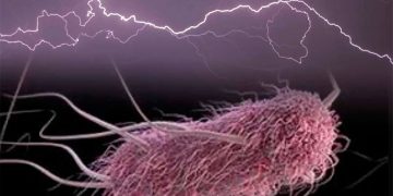 Científicos logran triplicar la capacidad de la bacteria E.coli para producir electricidad