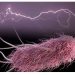 Científicos logran triplicar la capacidad de la bacteria E.coli para producir electricidad