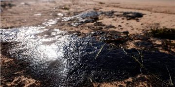 El petróleo y sus residuos alteran el desarrollo de los invertebrados marinos