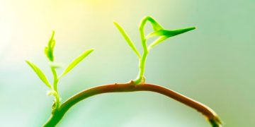 La fotosíntesis esconde un enigma sin resolver: ahora hay nueva forma de energía que jamás habíamos conocido