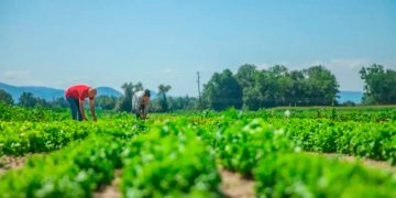 Pemex prevé alza de 145% en producción de fertilizantes durante sexenio de AMLO