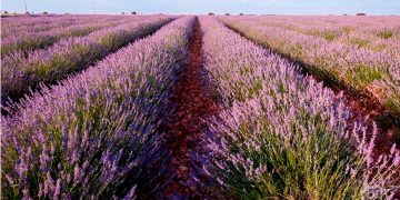 Aceite de lavanda para almacenar electricidad de energía renovable