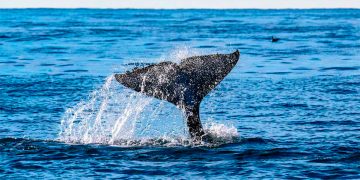 ¿Ballenas o gas en México?