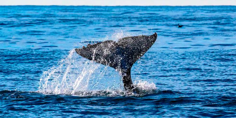 ¿Ballenas o gas en México?