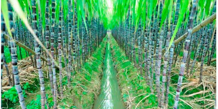 Una compañía nórdica logra lo imposible en Sudamérica: Convertir el azúcar en electricidad