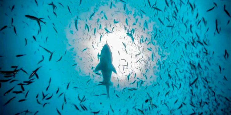 Gasoductos amenazan al ‘Acuario del Mundo’