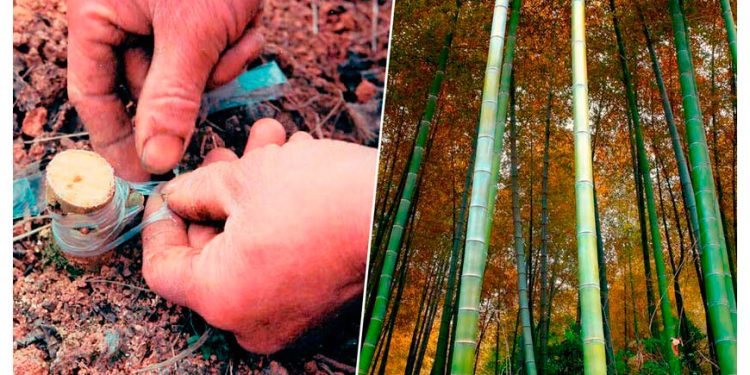 Mil años antes de que se abriera el primer pozo de petróleo moderno, China estaba extrayendo gas con cañerías de bambú