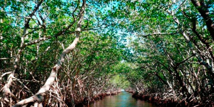 La fórmula ante la crisis climática en Latinoamérica: energías renovables, IA y manglares