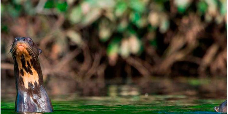 Perú: un proyecto de ley busca que se abran las áreas protegidas para la explotación de hidrocarburos