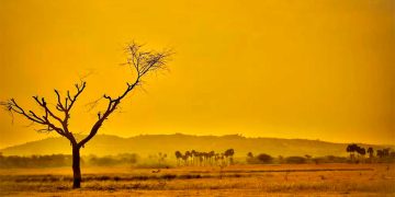 Flores y hongos podrían salvar los suelos contaminados por combustibles