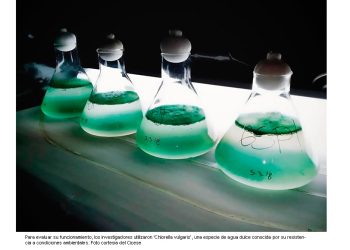 Patenta el Cicese nuevo método de cultivo de microalgas para producir biodiésel