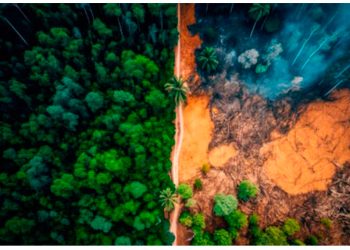 Biocombustibles: por qué no son la solución a la crisis energética