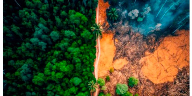 Biocombustibles: por qué no son la solución a la crisis energética