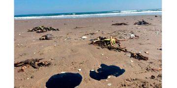 Detectar efectos tóxicos por derrame de hidrocarburos en el Golfo llevará meses y será costoso: expertos