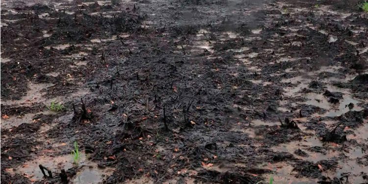 ASEA concluye 12 investigaciones sin sanciones por derrames petroleros