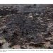 ASEA concluye 12 investigaciones sin sanciones por derrames petroleros