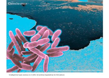 Biotecnología marina frente a derrames de petróleo. Hacia la respuesta inmediata