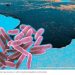 Biotecnología marina frente a derrames de petróleo. Hacia la respuesta inmediata