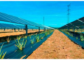 México apuesta por la agrovoltaica: paneles solares que no compiten con la tierra, sino que la protegen