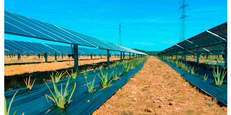 México apuesta por la agrovoltaica: paneles solares que no compiten con la tierra, sino que la protegen