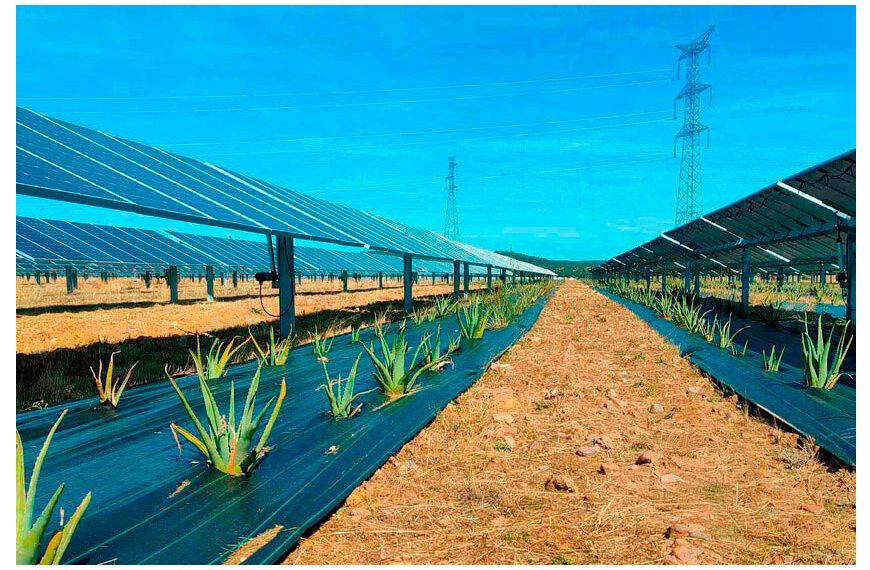 México apuesta por la agrovoltaica: paneles solares que no compiten con la tierra, sino que la protegen