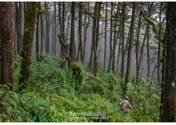 Tecnología y carbono: OpenForests digitaliza el carbono de la Sierra Gorda