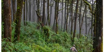 Tecnología y carbono: OpenForests digitaliza el carbono de la Sierra Gorda