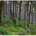 Tecnología y carbono: OpenForests digitaliza el carbono de la Sierra Gorda